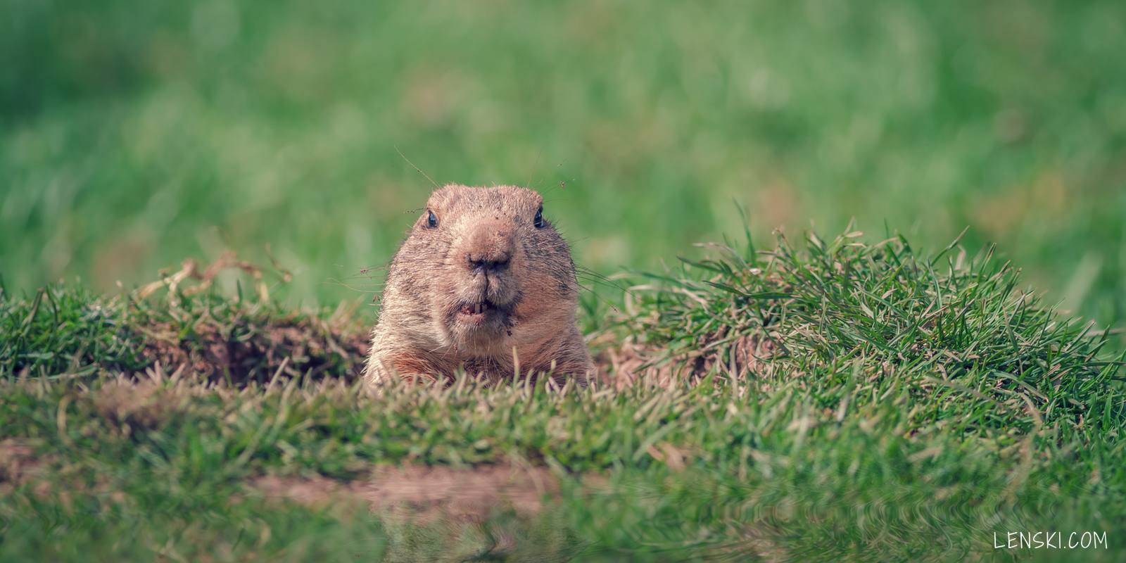 gopher