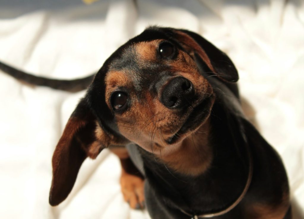 Dachshund looking up