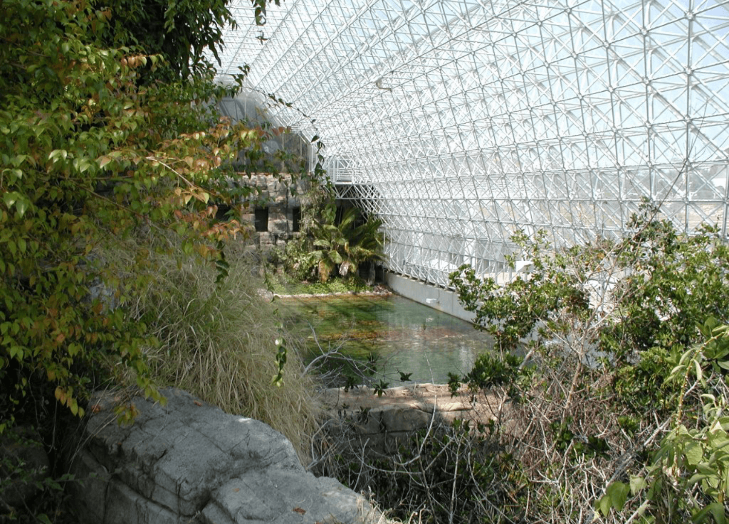 some trees inside biosphere 2