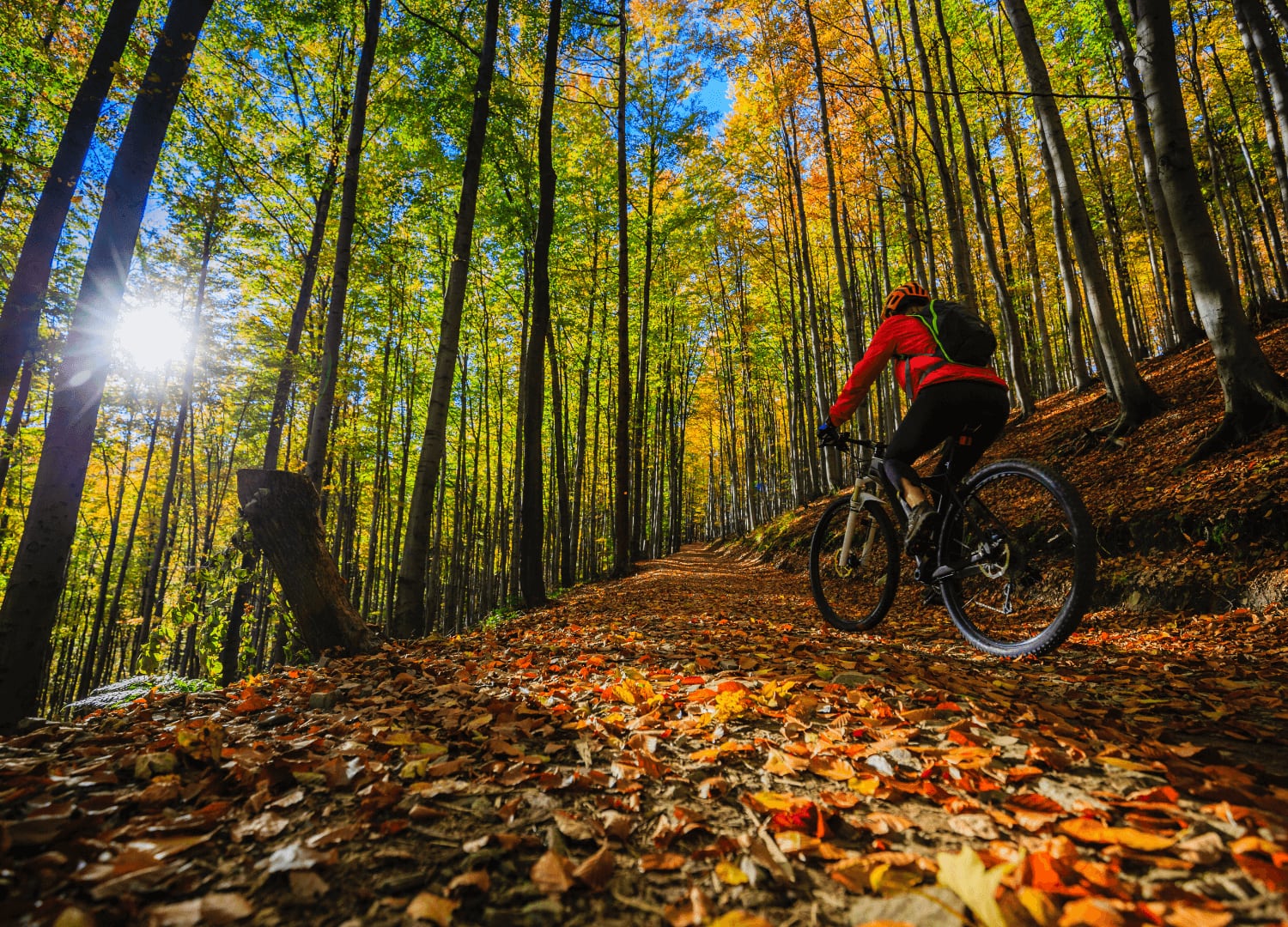 Mountain biker on a sunny woodland trail in autumn