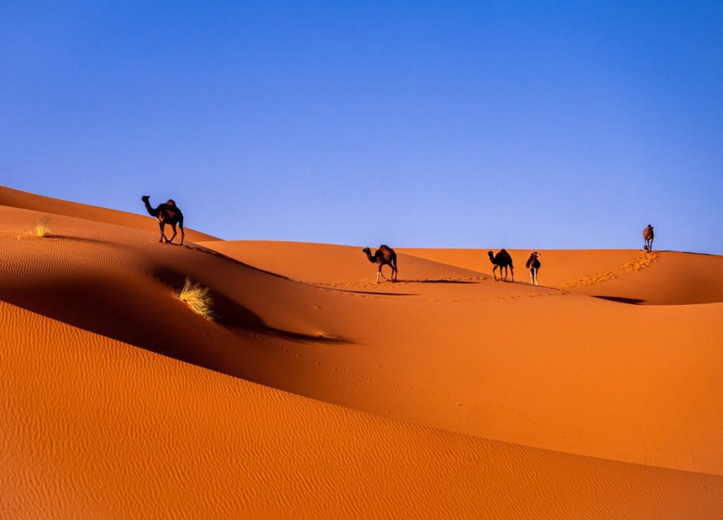 Camels on sand dunes with bright blue sky