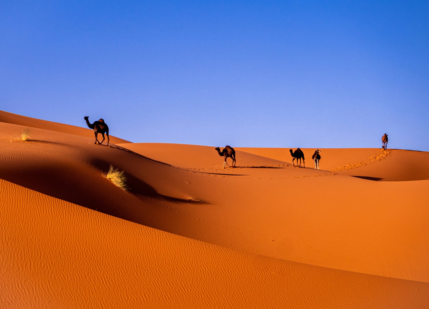 Camels on sand dunes with bright blue sky