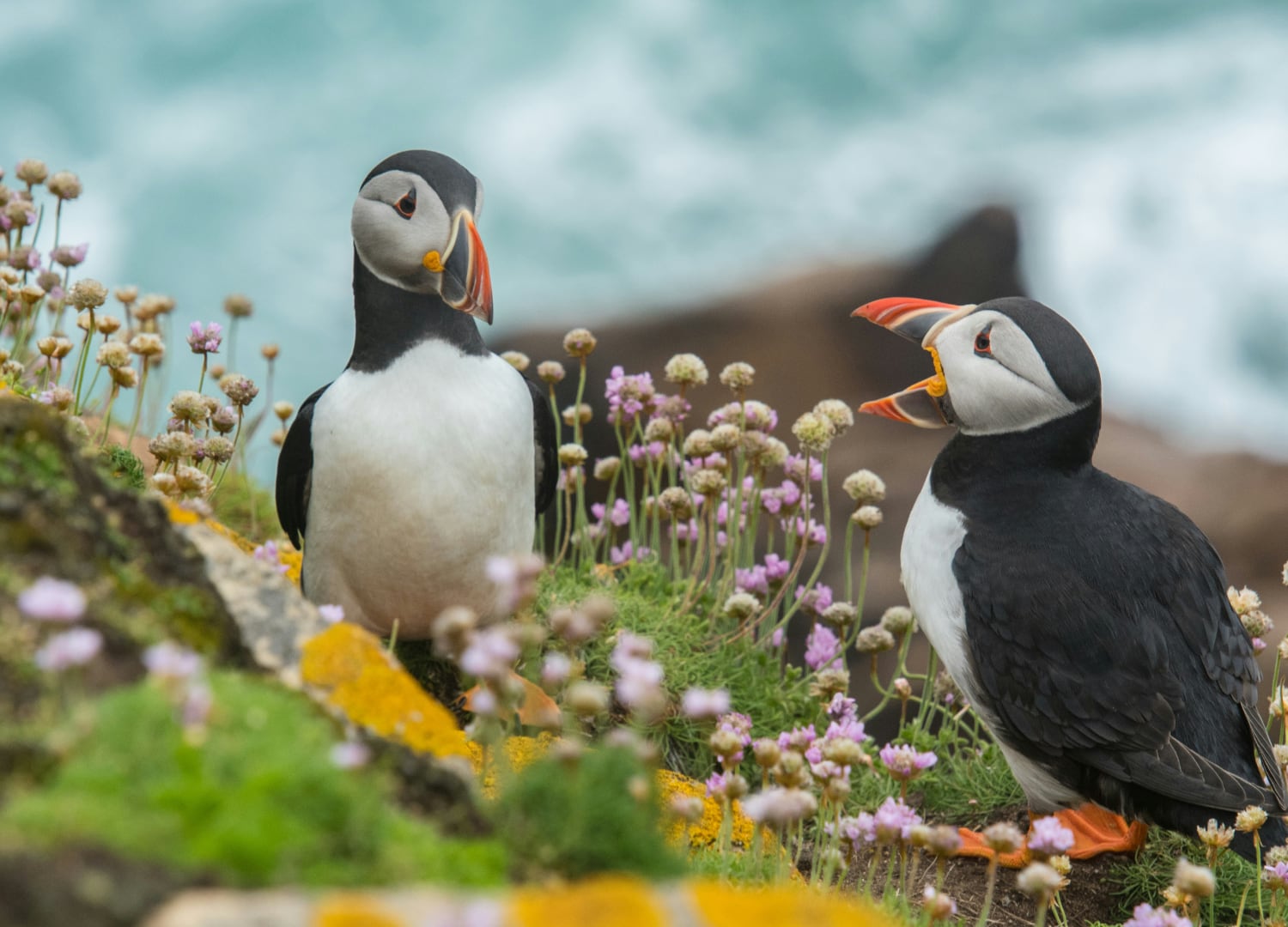 Two puffins talking