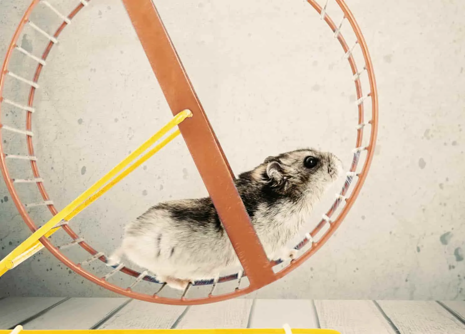 hamster on a wheel